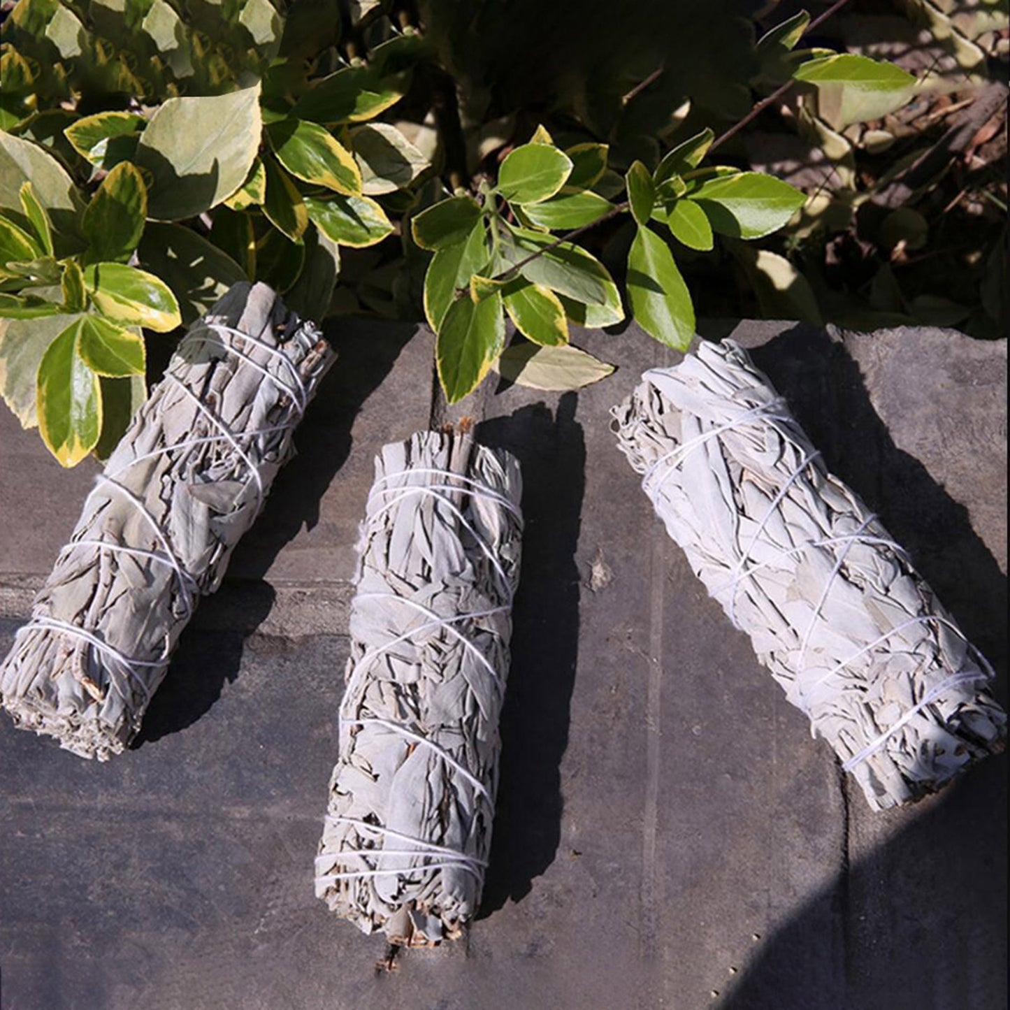 10cm White Sage Bundle